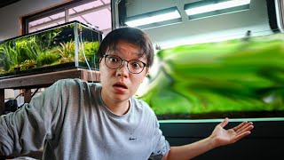 Why i cant show anyone this fish tank...