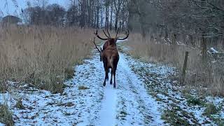 Traffic jam caused by deers ‍♂