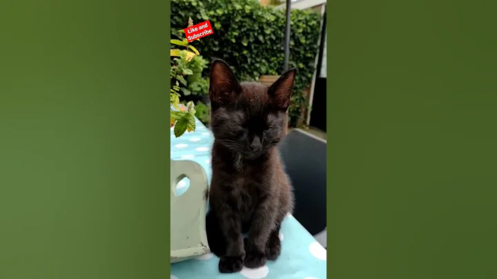 Video 8621521: kitten pets funnycats catlover, funnycats pets catlover cats, pets catlover funnycats animal, pets baby cat funnycats, cat pets funnycats dog, cats pets catlover funny, cat sleep pets