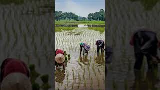 5 Tradisi Gotong Royong di Indonesia