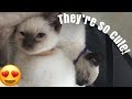 WE GOT KITTENS!! Vlog