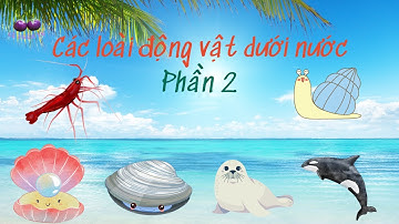 Các con vật sống dưới nước - Phần 2