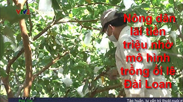 Nông dân lãi tiền triệu nhờ mô hình trồng ổi lê Đài Loan