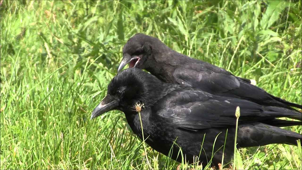 jonge kraaien krijsen om voedsel
