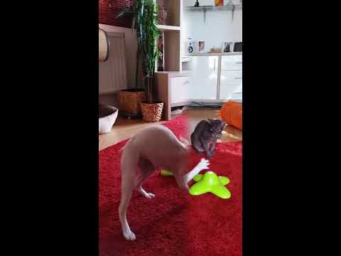 "SPHYNX-TV" No.37 Sphynx cat Tao and Chai playing the butterfly game