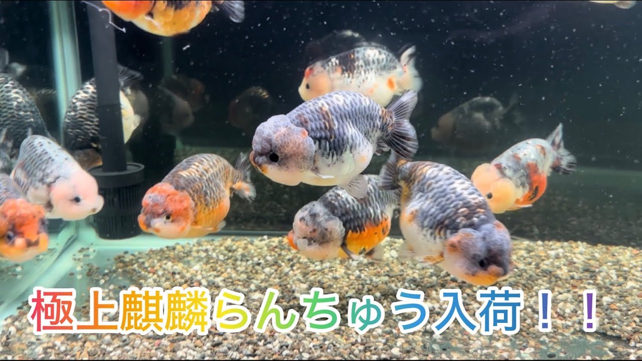 モンスター麒麟らんちゅう金魚 金魚王子】キリンらんちゅう 12.5cm前後 (個体番号：xsw304) 金魚