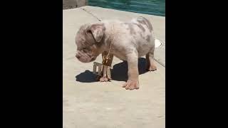 Pitbull cute puppy😍 | Pitbull Dogs #shorts