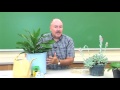 House Plant Watering and Care Quiz