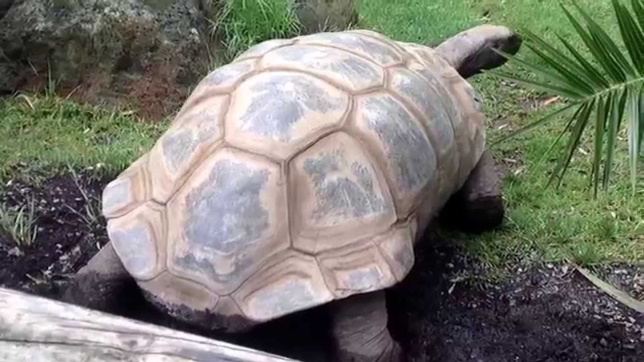 Melbourne Zoo - YouTube