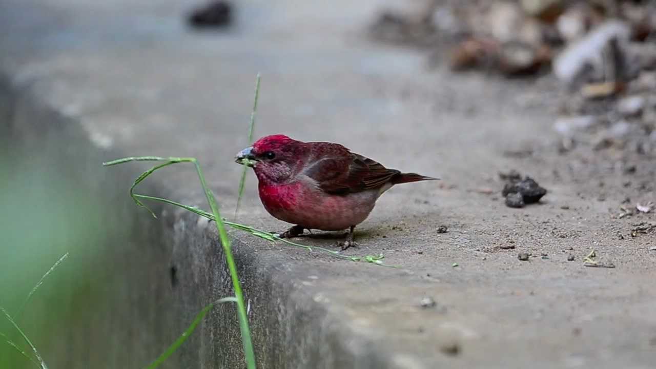 Common Rosefinch 