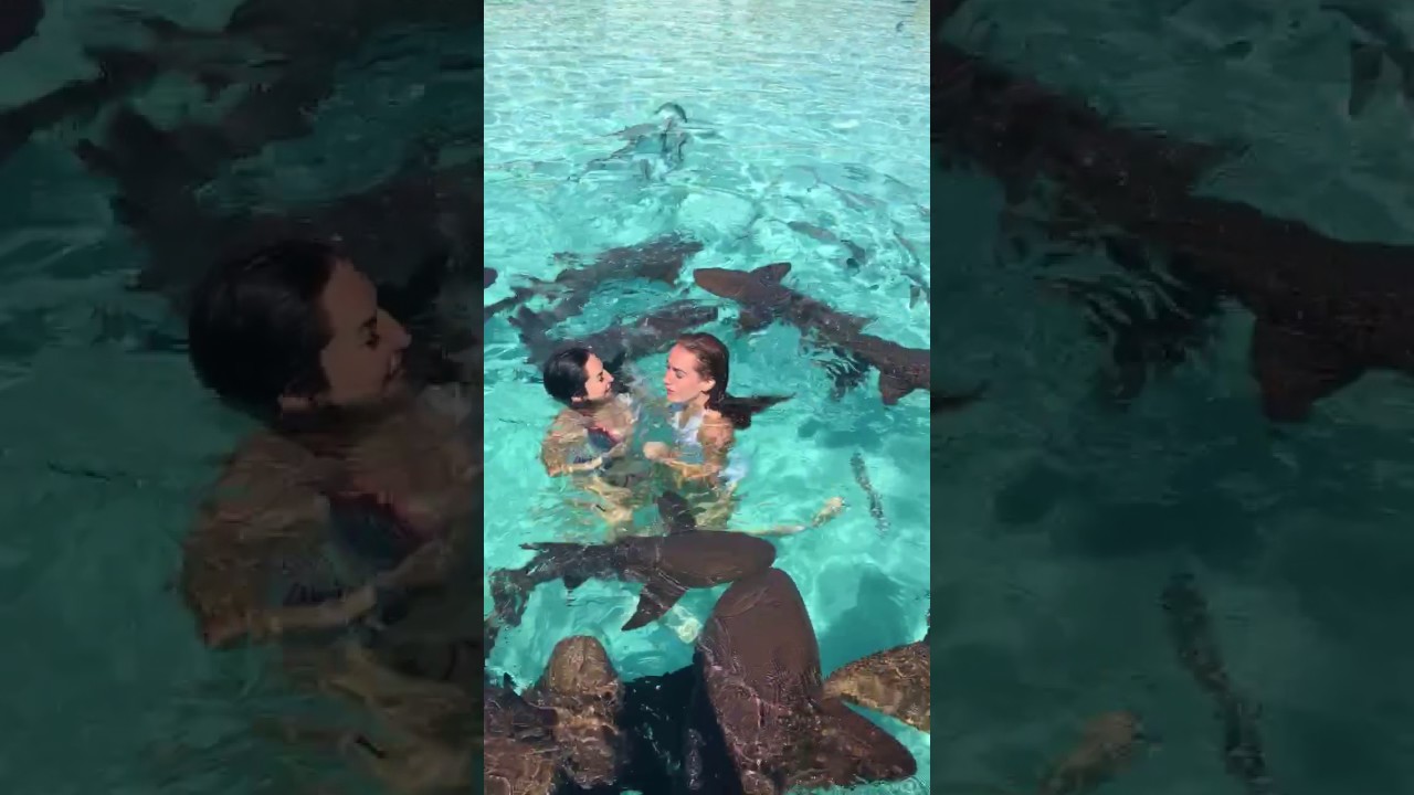 watershed Girls Freak Out Swimming With Sharks