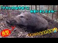 ＃105 【デカい獲物は掛かるなよ！絶対掛かるなよ！→結果・・・ (´·ω·`) 】78kgの雌猪を駆除！ - A female boar weighing 78kg was captured！