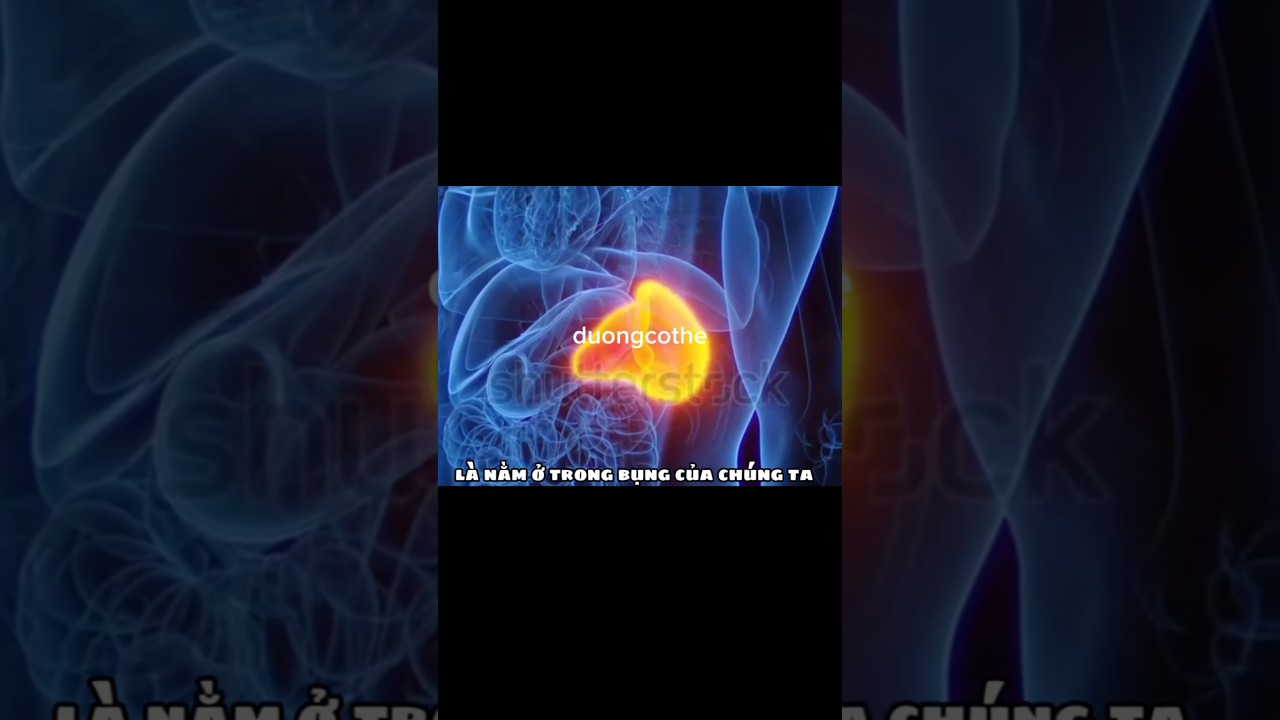 lá lách thực sự là gì 