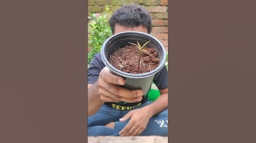 Propagating a mango 🥭 plant from seed 🌰 #propagation #germination #shorts