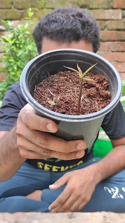 Propagating a mango 🥭 plant from seed 🌰 #propagation #germination #shorts