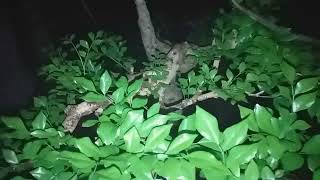 Đêm Ra Thăm Vườn Phát Hiện Điều Gì