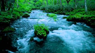 Forest River flowing in Early Morning 4k. Relaxing River Sounds, White Noise for Sleep, Meditation. by Nature Zilla 586,231 views 2 years ago 10 hours, 4 minutes