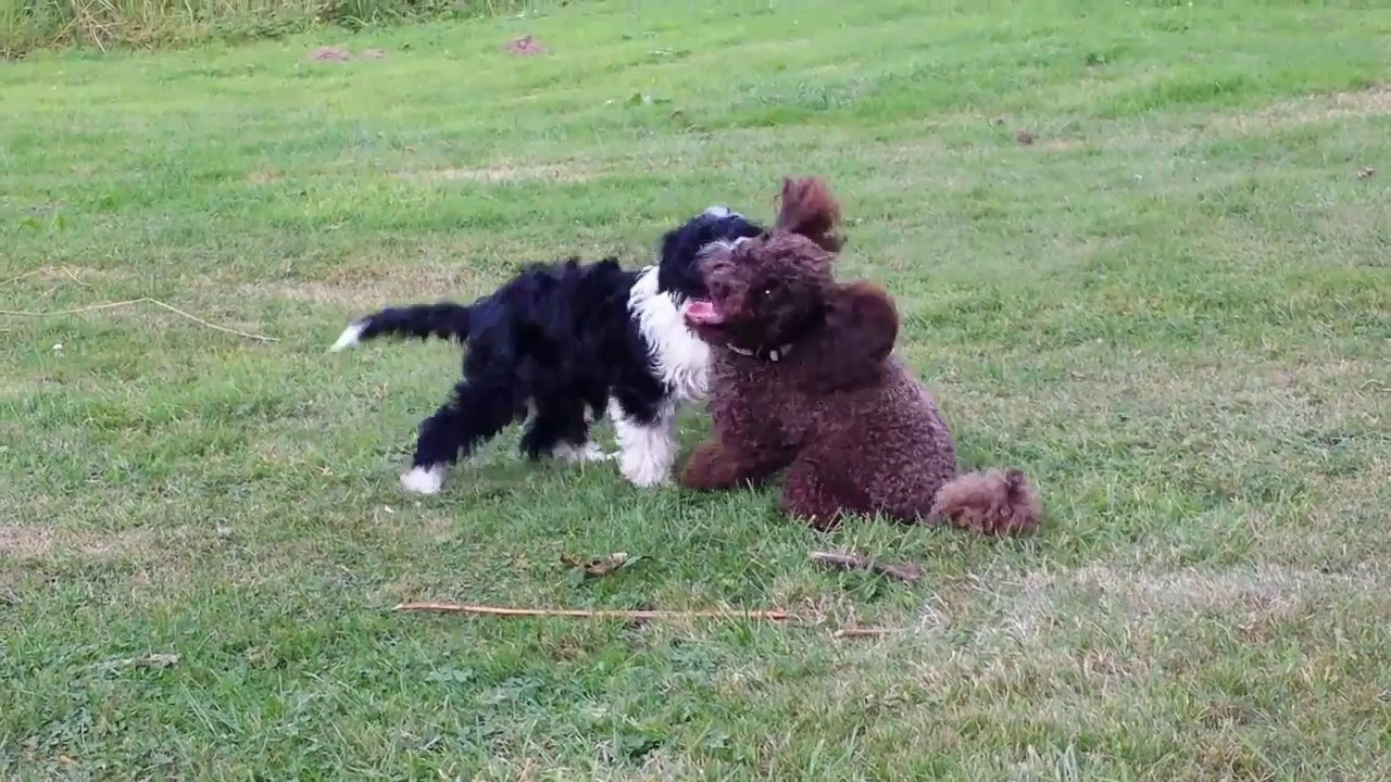 miniature tibetan terrier
