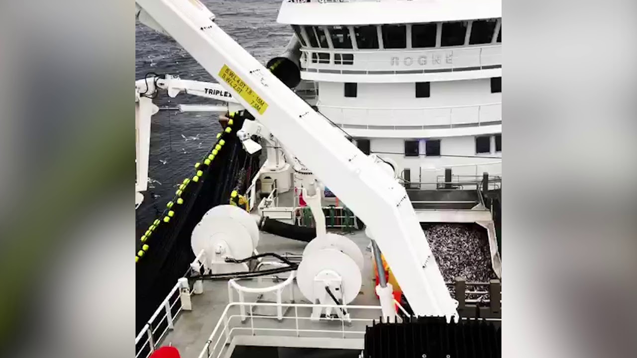 Rogne på loddefiske