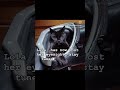 18 years old now blind #debraangel #photography #cats #Cat#catshorts #catvideos #catlovers #viral