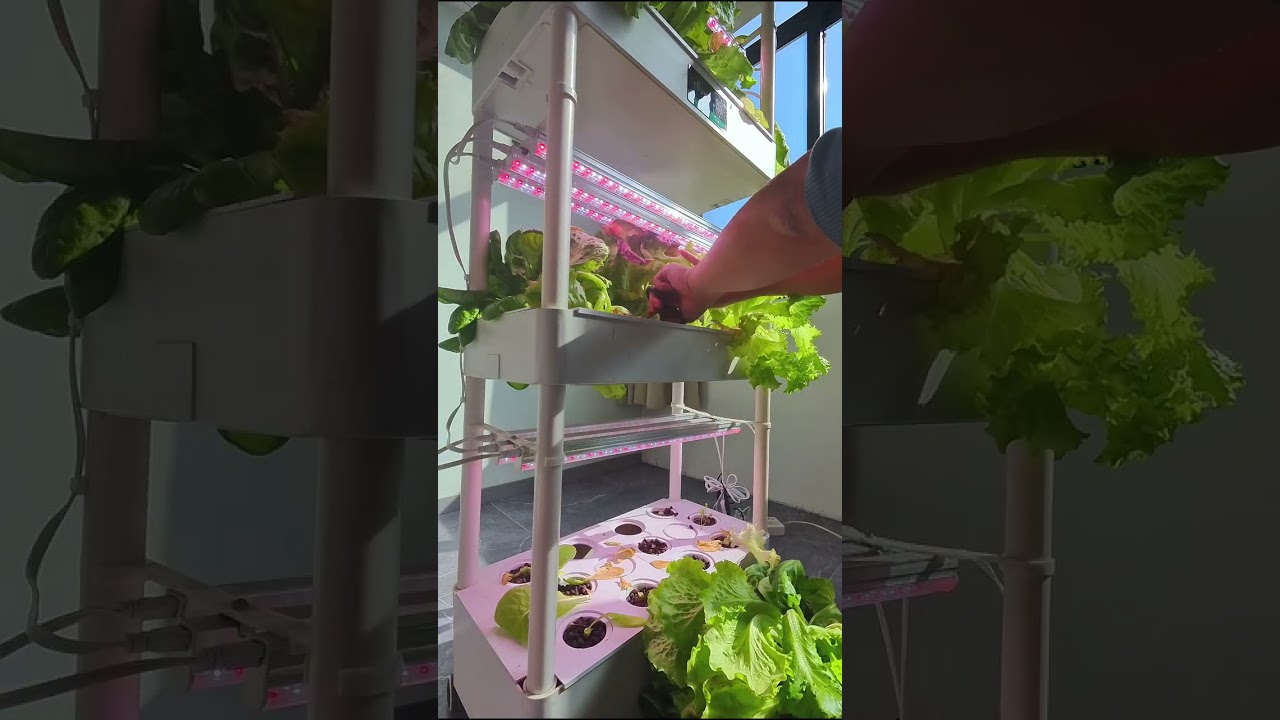 Lettuce mix harvest 🌿 Do you like mixed greens, or single varieties more?