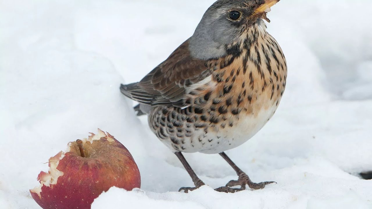 Birds crashed into the ground in Mexico   HD 720p