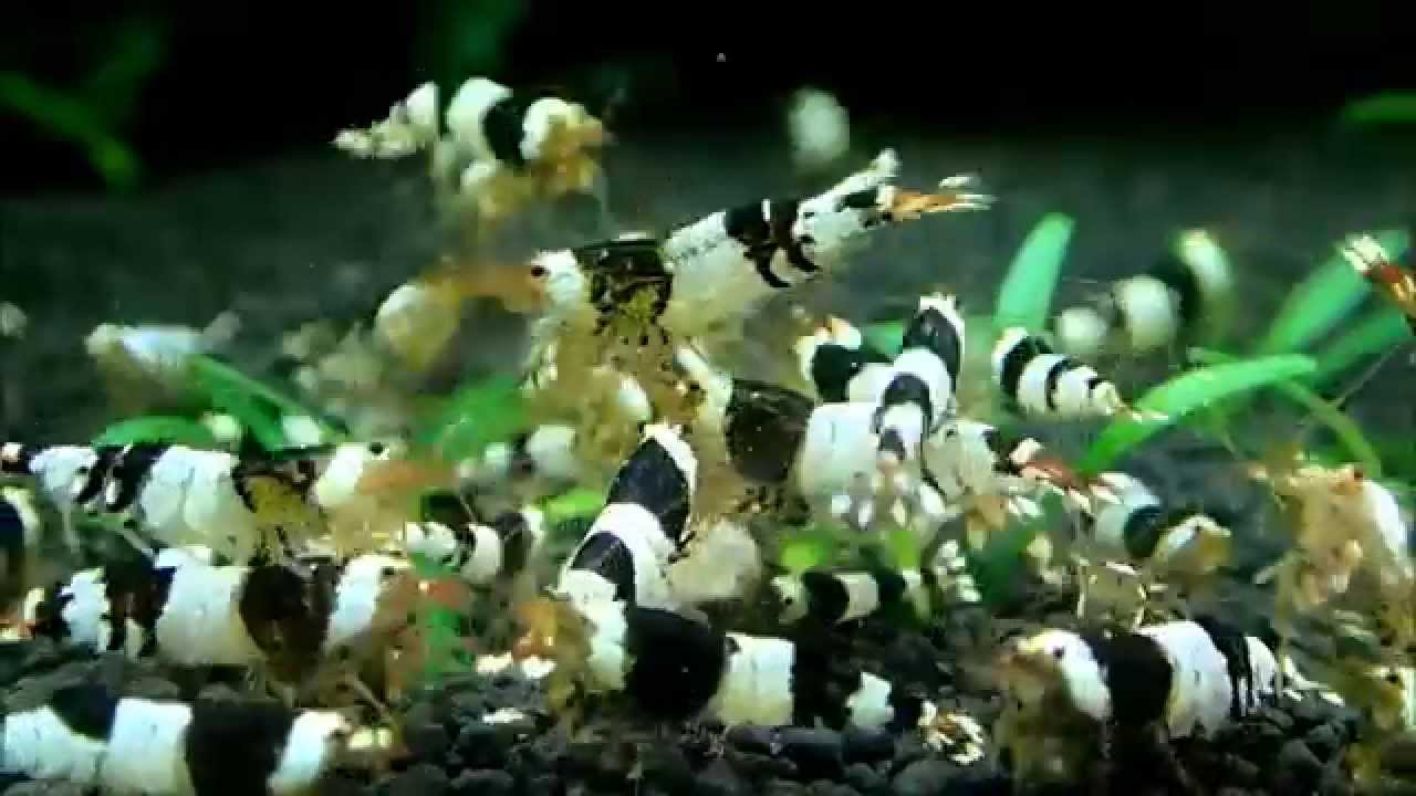 Black Bee Shrimp