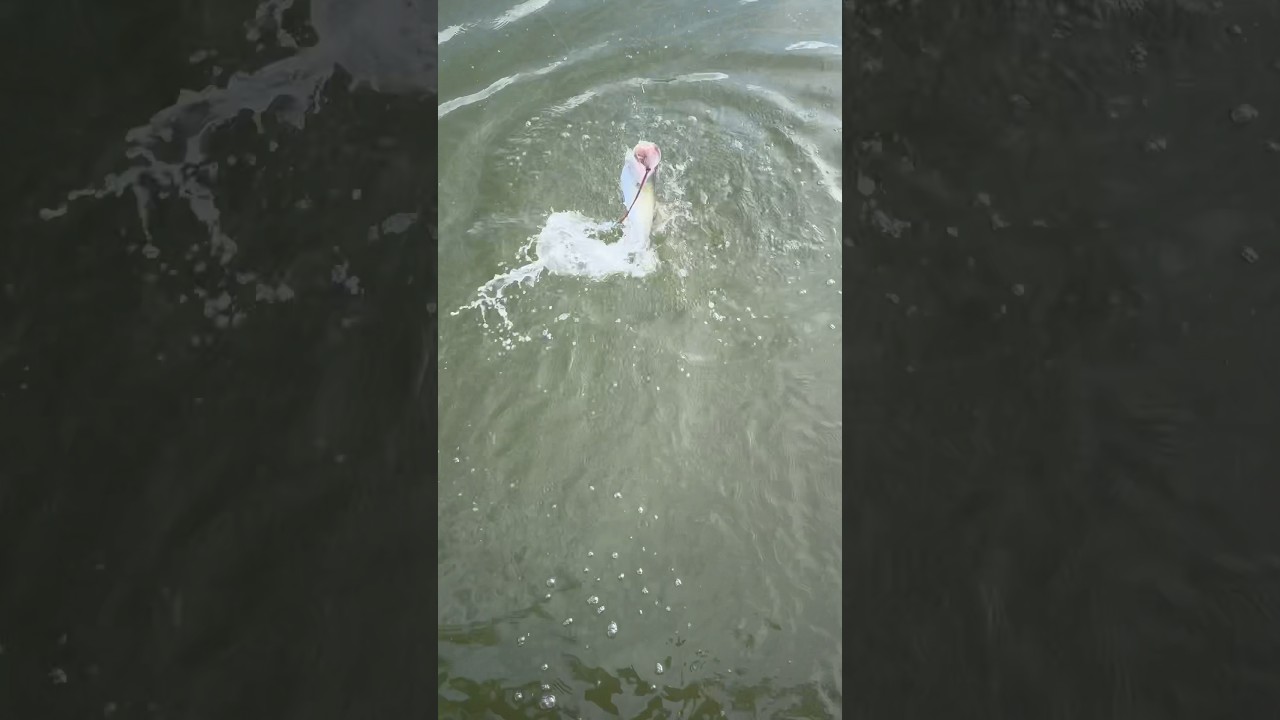 Hearing the sound of a splashing bass never gets old 