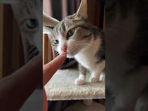 猫ペロ噛み - Cats licking and biting - #Shorts