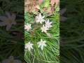 Kisi ne phool se Pucha😍💐 #flowers #ytshorts #nature #shorts