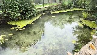 Cotswold countryside II — Cirencester & Bibury — July 5, 2025