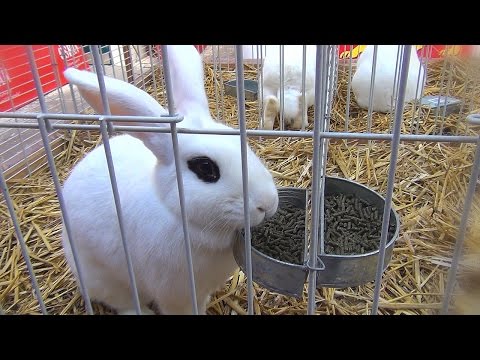 Vidéo: Cannelle lapin