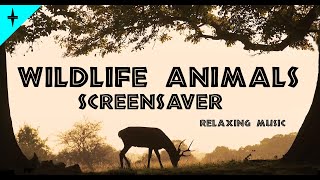 Wildlife Animals - Screensaver - Relaxing Music