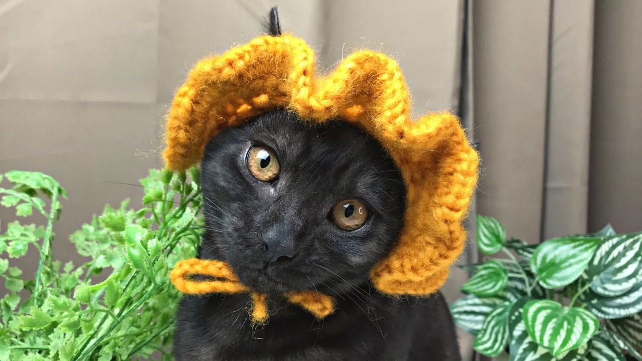 Crochet Hat for Cats and Dogs