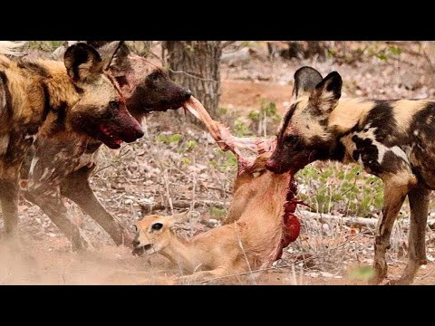 AFRICAN WILD DOG ─ Even Leopards and Buffaloes Are Afraid of this Animal