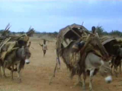 Animal Domestication