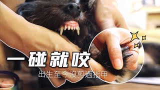 [CC SUB] The dog was born with a sensitive personality and has never had his nails trimmed.