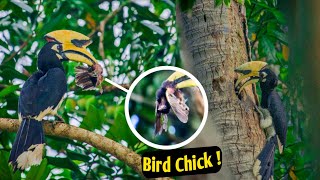 Oriental pied hornbill || Feeding, Nesting || Short video ||