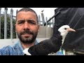 Голуби породы Донек / Donek Pigeons by Isa Cetgin from London / Dönek güvercin