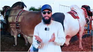 DETAIL VLOG OF FARM 2 | PLUS LOADING | Armaani 