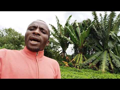 Video: Kwa nini watu wanataka pangolini?