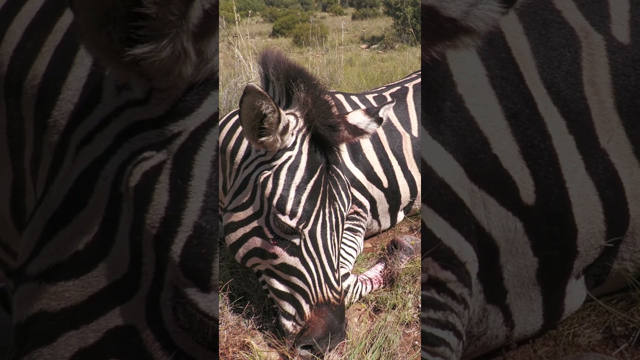 Impact shot on Zebra