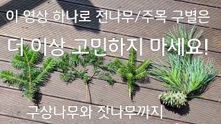 시험에 꼭 출제되는 전나무 /주목 /구상나무 / 잣나무 - 우리나라 대표 침엽수 구별 - 이걸 왜 몰랐지? 누구든지 구별할 수 있습니다. #전나무잎 #주목잎 #구상나무잎 #잣나무잎
