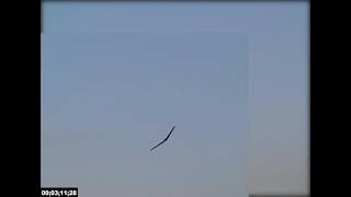Body Freedom Flutter - AeroDesign ITA 2017