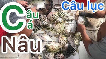 fishing at the sea port | kỷ lục câu cá nâu