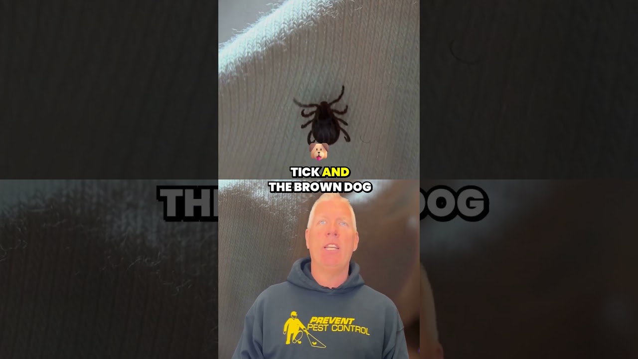 Which Ticks are in Ohio?