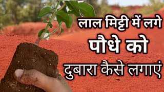 How to repot red soil nursery plant ...