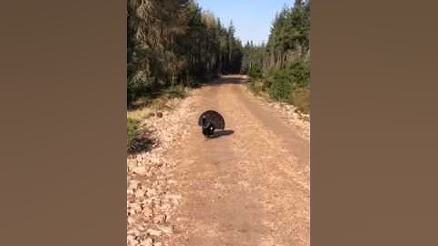 Capercaillie displaying, attack