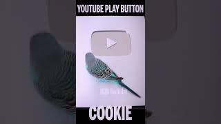 First Budgie to get Play Button #shorts