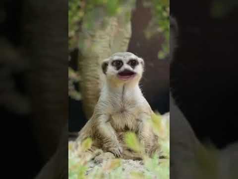 محمد قده على طيب ضاري